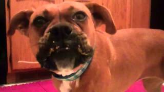 Boxer Eating Peanutbutter!!