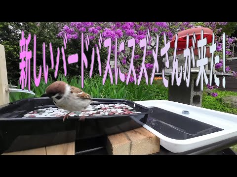 鳥の水浴びの掃除が楽になる！銅ペニーを使った簡単な方法