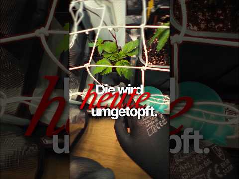 Heute wird umgetopft🌱Grow Woche 3 - Dean‘s Diary #1