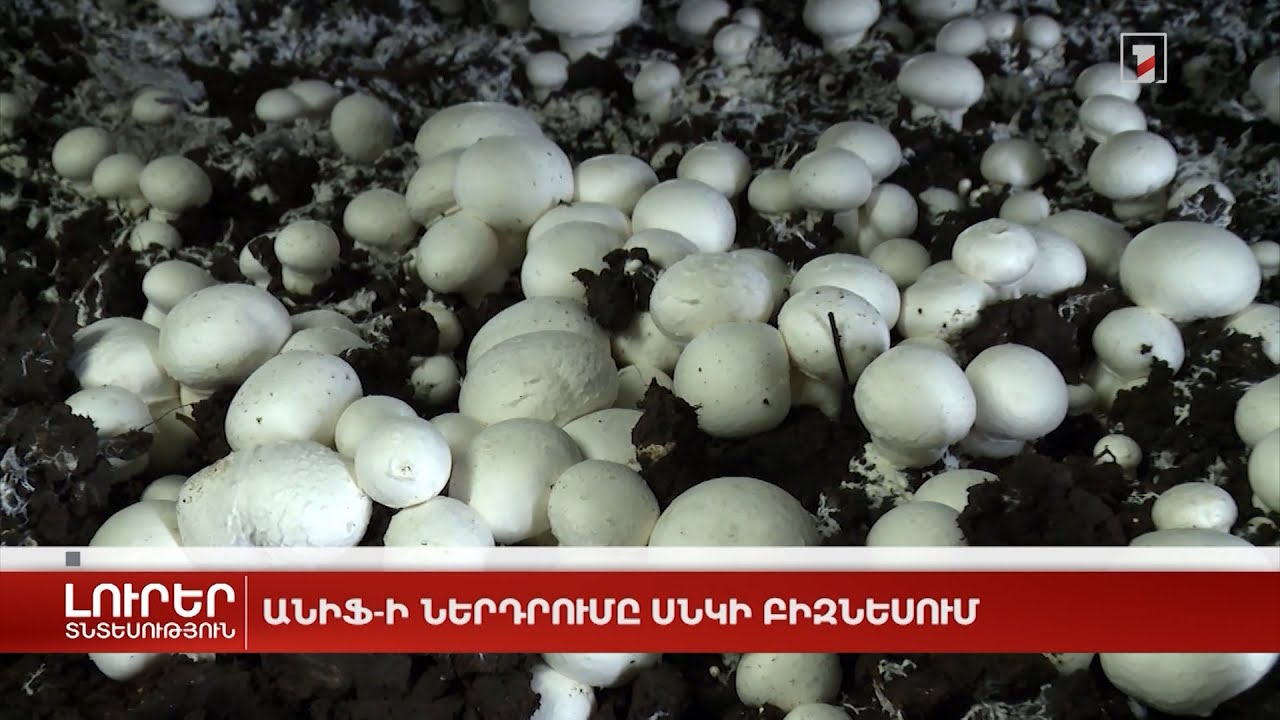 ԱՆԻՖ-ի ներդրումը սնկի բիզնեսում