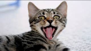 Dragon Li cat  Compilation and Mix by Animal & Wildlife TV 346 views 2 years ago 3 minutes, 15 seconds