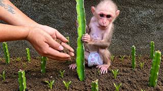 Download lagu monkey Bika helps his father sow seeds for a better future