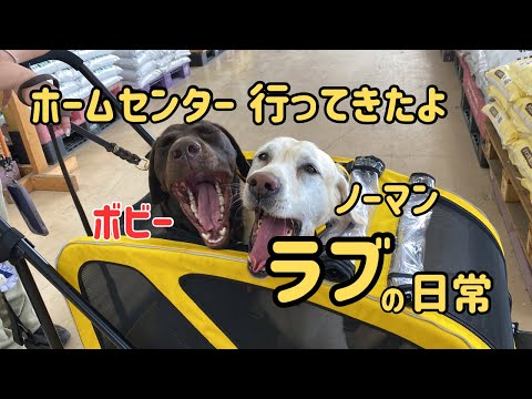 ラブラドールレトリバーと行く『ホームセンター』 カインズホーム ドッグラン 保護犬 多頭飼い 大型犬