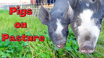 Rotational Grazing for Pigs