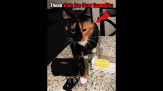 These Cats Are Over Dramatic 😼🔴 #crazycats #catfails #petvideos