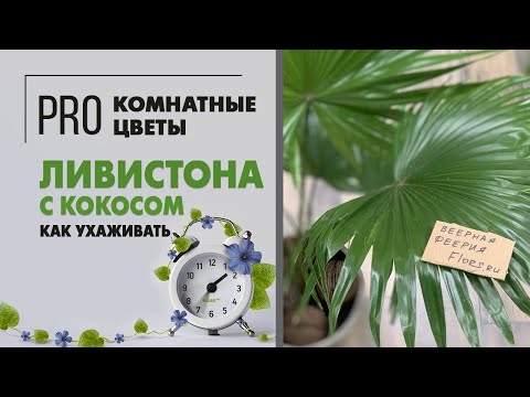 Ливистона с кокосом | Веерная феерия