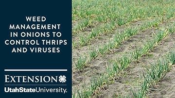 Weed Management in Onions to Control Thrips and Viruses