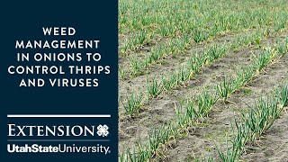 Weed Management in Onions to Control Thrips and Viruses