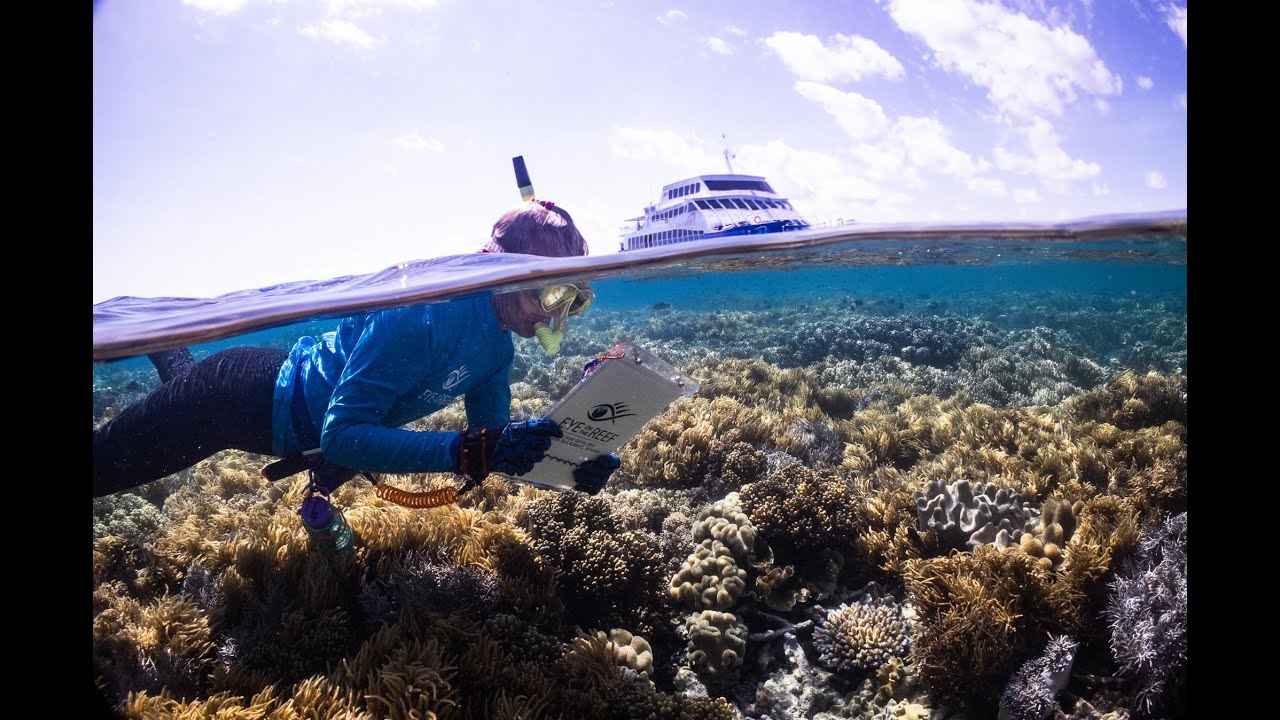 The Reef Protection Initiative | Sunlover Reef Cruises x Eye On The Reef
