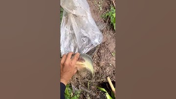 Thả cá rô cụ về tự nhiên #câucárôđồng #thápmườiquêtôi #caucaro #câucárô #fishing