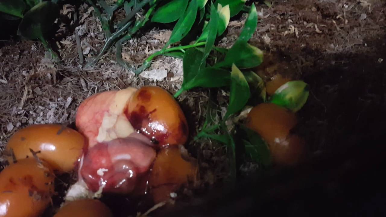 beasty Emerald tree boa give birth 2016 🐉🐉🐉😭😭😭😱😱💀💀💀💀💀💀💀💀