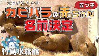 Warning: Too cute!] Names finally decided for quintuplets of