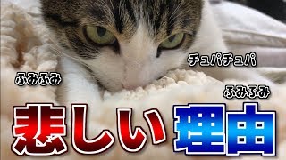 猫が毛布をチュパチュパ ふみふみする悲しい理由 Youtube