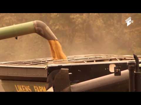 \"ფერმა\" - უკრაინამ საქართველოში სოიოს ექსპორტი დაიწყო