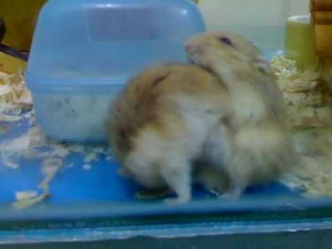 Extreme hamster porn - YouTube