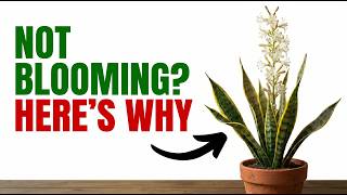Snake Plant Blooming?! 99% People Don’t Know This Secret