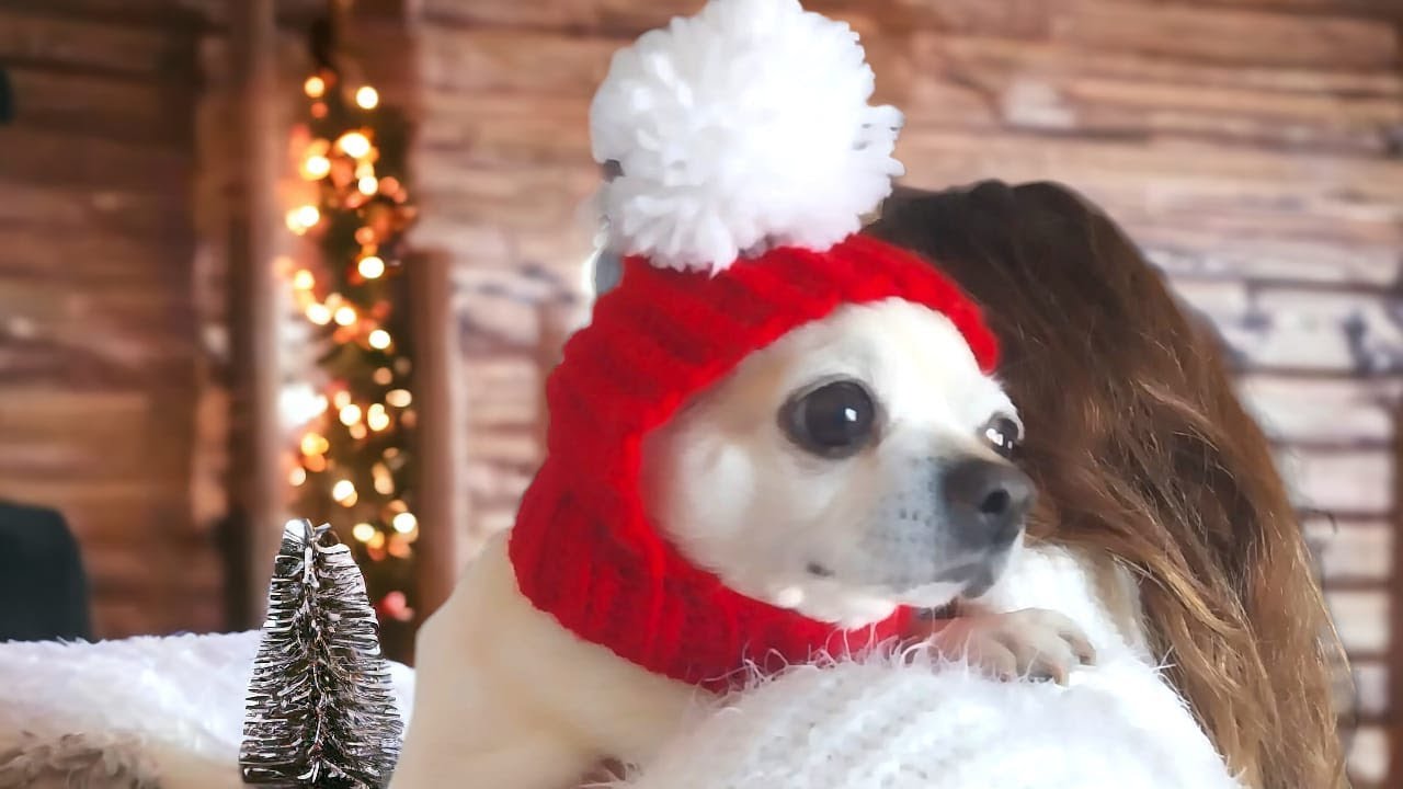 Hazlo Tú Mismo! Gorro de Crochet para Perros paso a paso 🐾