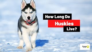 How Long Do Huskies Live? Husky Lifespan
