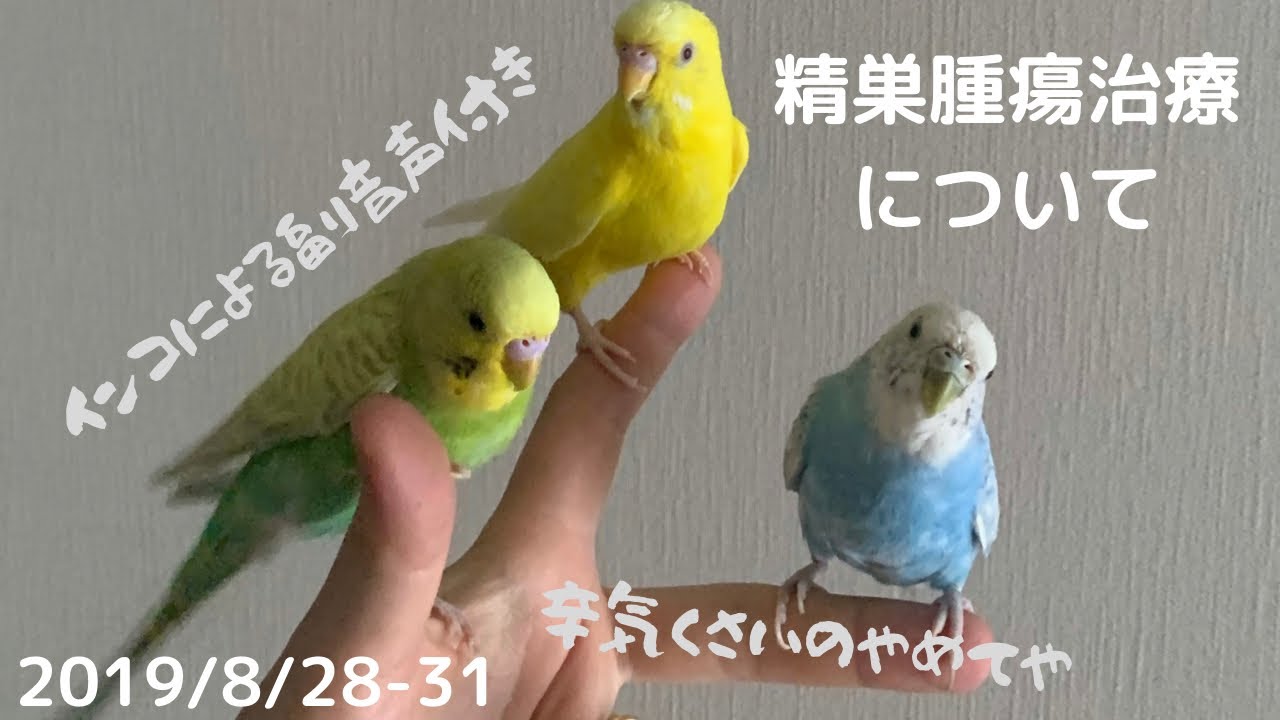 【精巣腫瘍治療について】セキセイインコ ヒナ成長記録  #vlog #セキセイインコ