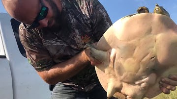 Giant softshell Turtle {catch clean cook} FISH FRY at the cabin