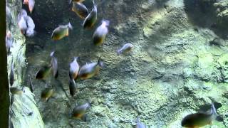 Oceanarium by Ксения Мухина 52 views 12 years ago 6 minutes, 22 seconds