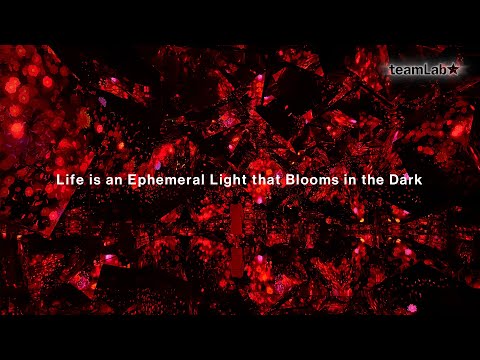 Life is an Ephemeral Light that Blooms in the Dark