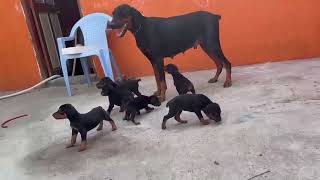 European Lineage Doberman puppies available for sale in Chennai CT.9940657309 #doberman #european 