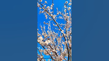 Thumbnail of Manali Apricot flower
