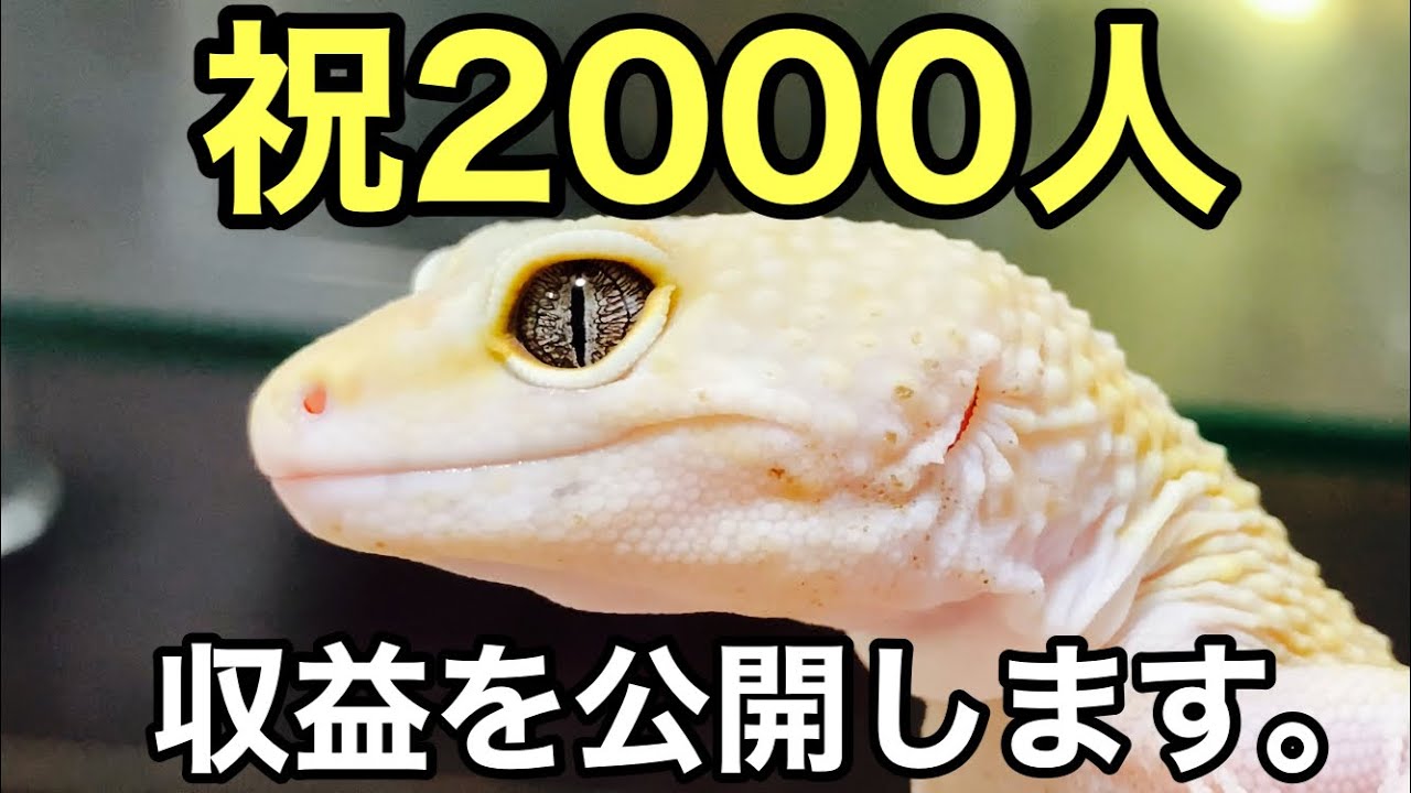 ちゃんねる登録者00人ありがとうございます 収益の公開をします 爬虫類 レオパにレッドローチをあげながら ペット系youtube Youtube ちゃんねる登録者00人ありがとうございます 収益の公開をします 爬虫類 レオパにレッドローチをあげながら ペット系youtube Youtube