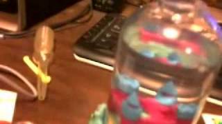 Sea monkeys! Let's hatch them!