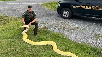 13-foot python removed from NY home, relocated to zoo