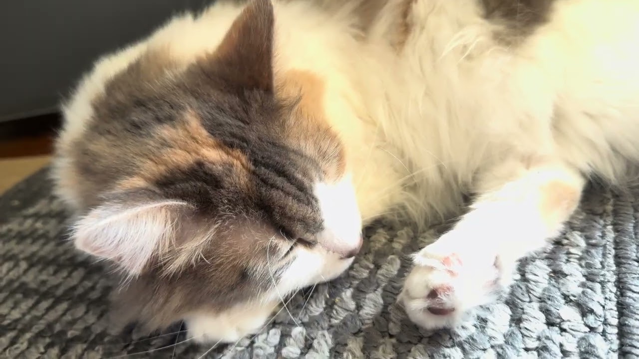 Daisy relaxing and the sun - YouTube