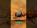 Bombardier Beetle's Explosive Defense: Nature's Chemical Warfare! #shorts