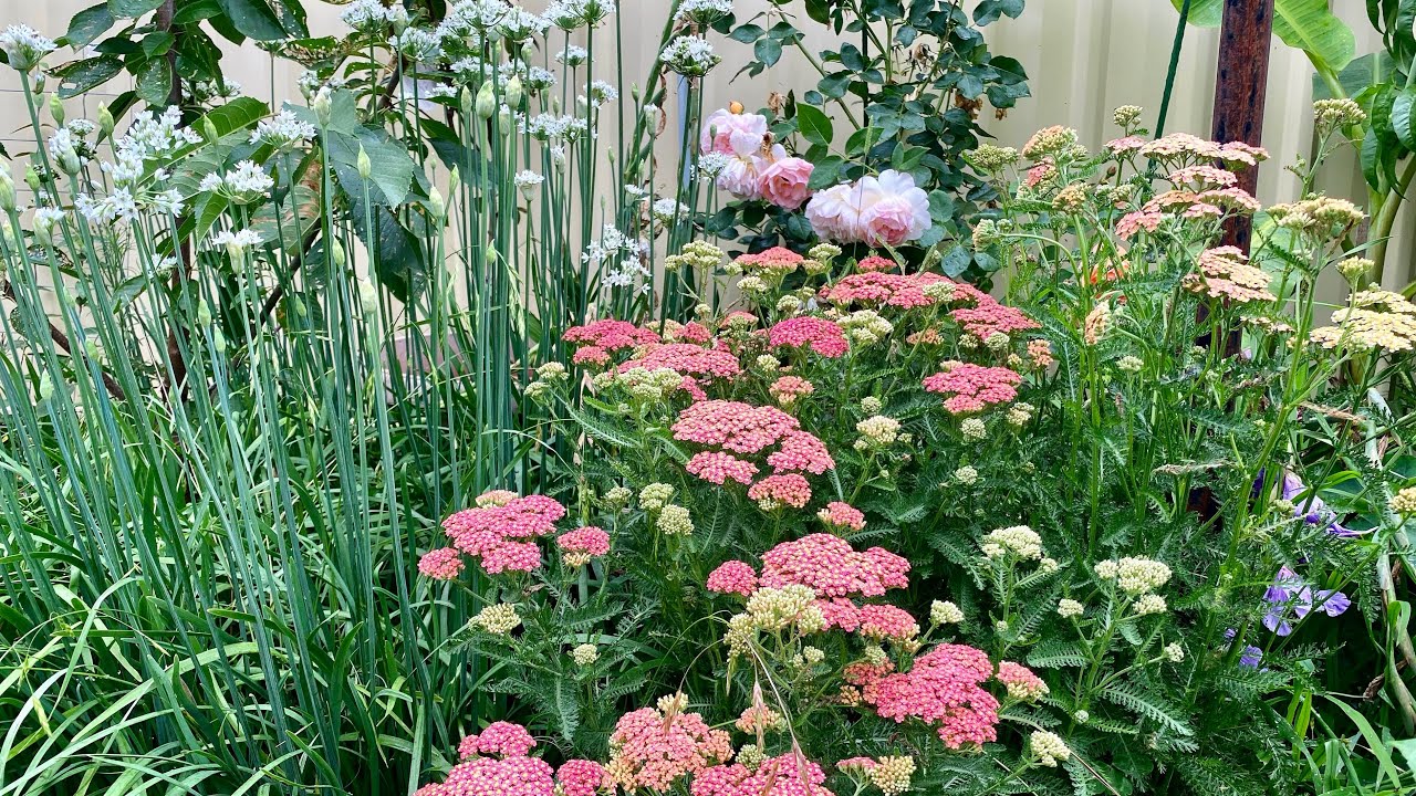 Summer Garden Tour 1 / 2022 JANUARY, CANBERRA, AUSTRALIA / SMALL GARDEN