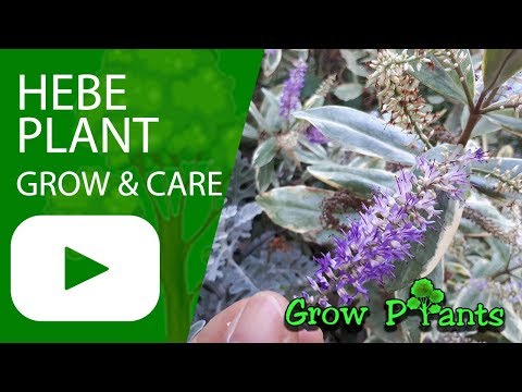 Hebe plant - grow & care (Shrubby veronica)