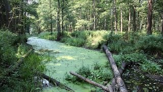 Puszcza Białowieska. Królestwo leśnego żubra. Podróże Bliskie Naturze.