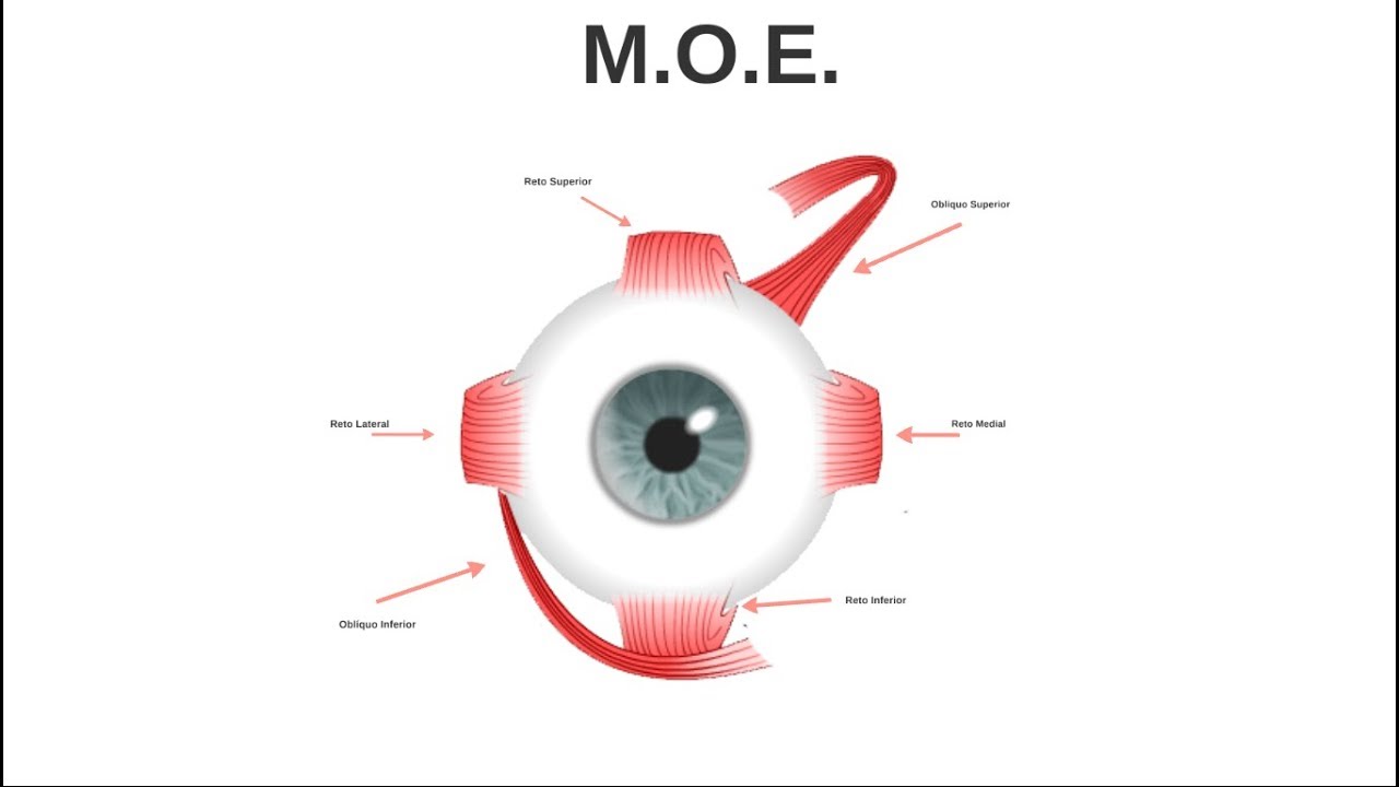 miopie antrenament muscular ocular