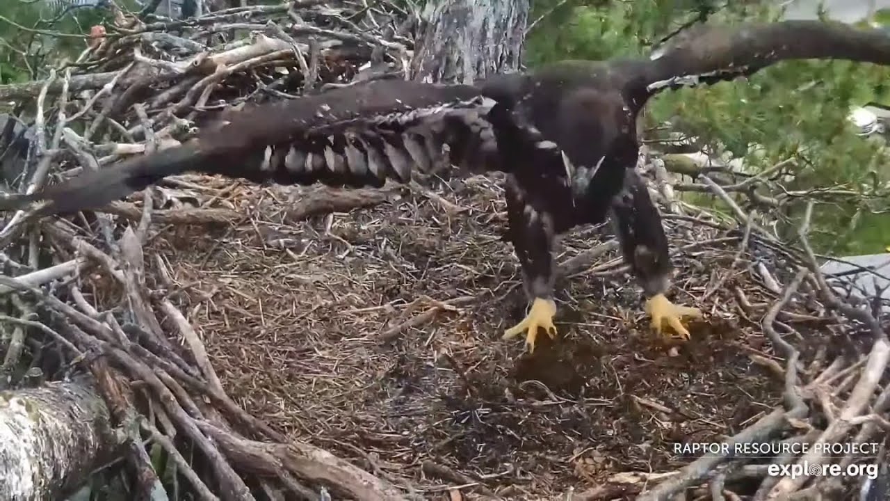 Trempealeau Eagles. Some hopping and some flapping - explore.org 06-10-2025
