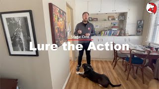 DGP Puppy Class Video - Leave the Room