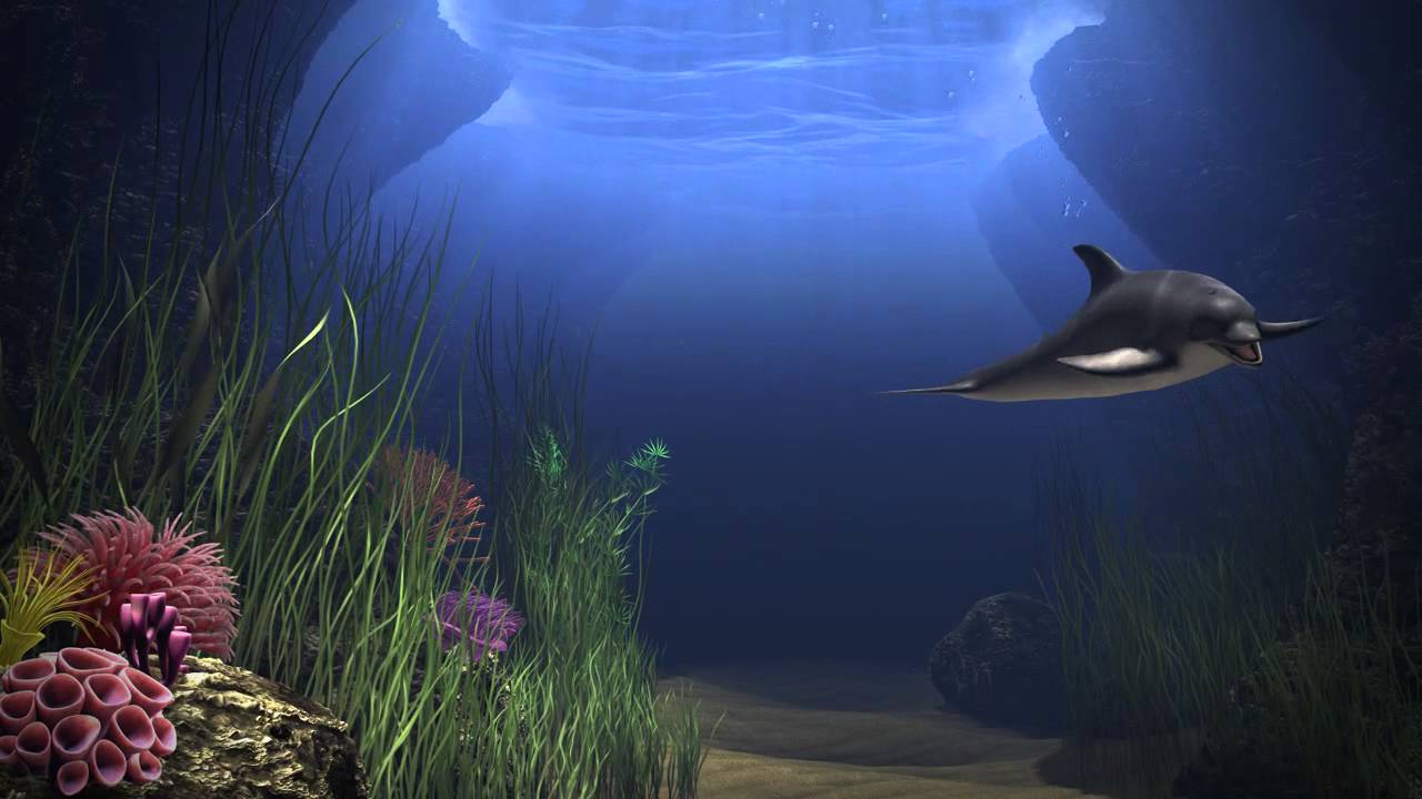 gallerie1 c4d animation underwater - YouTube