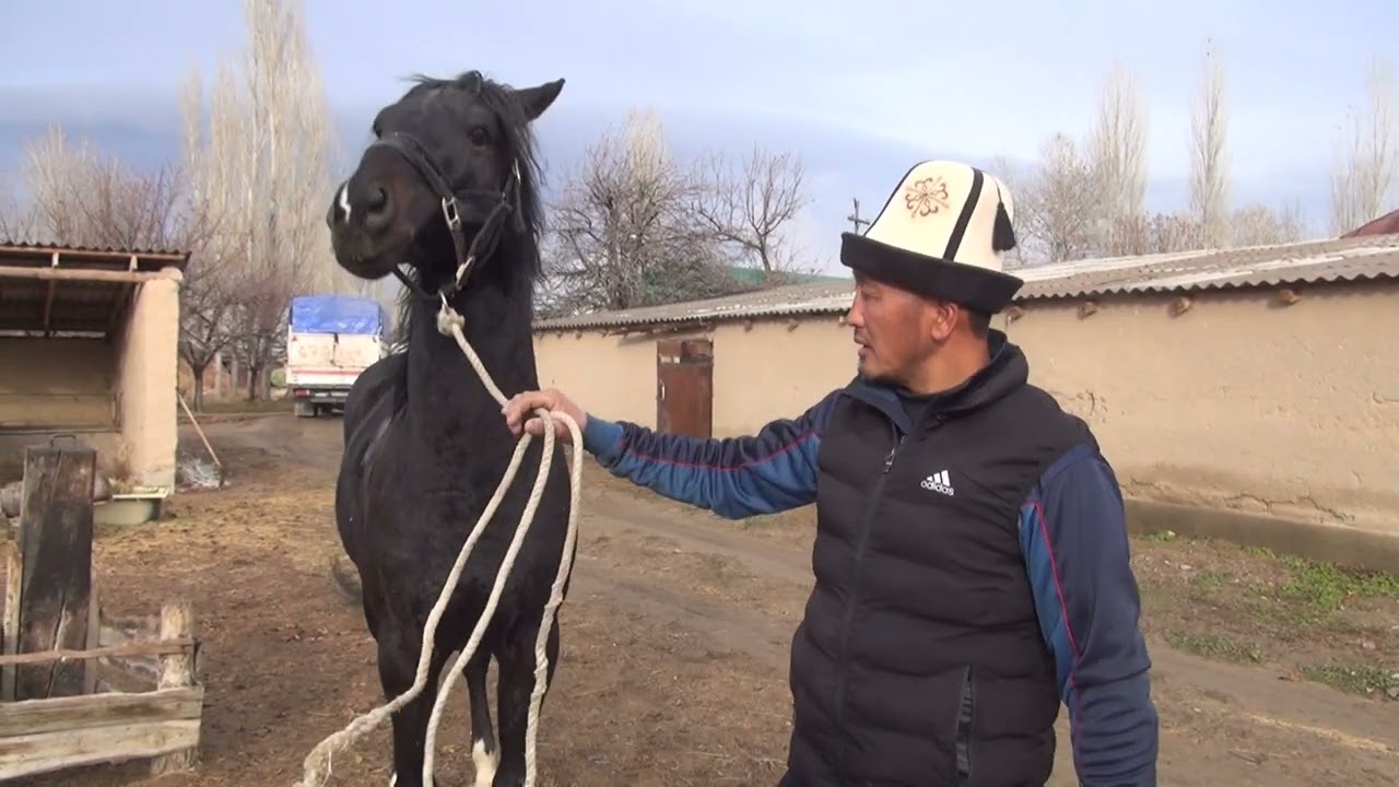Эшектин эти арам болгону менен - күчү адал !