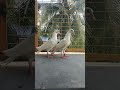  kotasi breed pigeon shorts youtubeshorts kabootar 