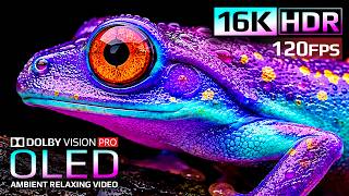 Spectacular 16K HDR Dolby Vision in Smooth 120 FPS | OLED Showcase (4K Video • 8K Ultra HD TV) screenshot 1
