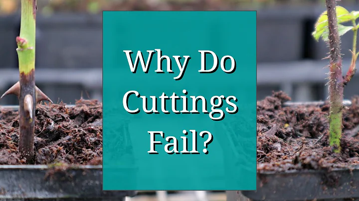 Why Do Cuttings Fail? Propagation Tips - DayDayNews