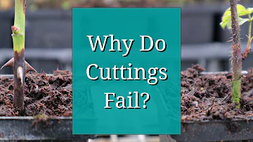 Why Do Cuttings Fail? Propagation Tips