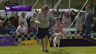 Whippets | Breed Judging 2022