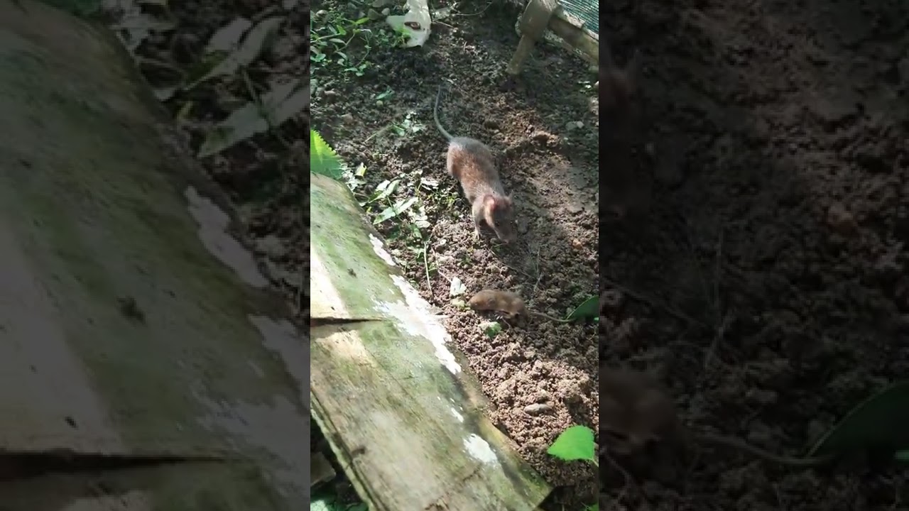 Watch Friendly wild mama rat carries her baby. on YouTube Watch Friendly wild mama rat carries her baby. on YouTube