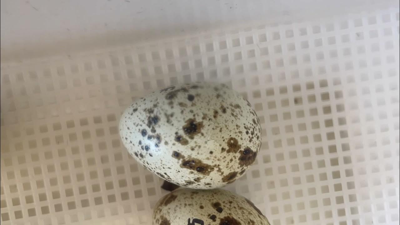 Quail hatching (time lapse) YouTube
