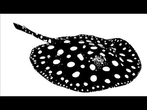 ポルカドットスティングレイ「ヒミツ」ギター弾いてみた【くっきー】