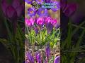 The crocuses are blooming! The beautiful spring is here!(@bestrongmomzhao4606 )March 14, 2024. 5b.